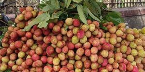 Fresh Litchi