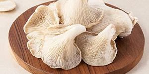 Oyster Mushroom