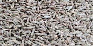 Cumin Seed Jeera