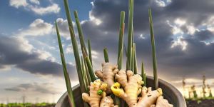 a Grade Fresh Ginger