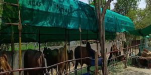 HDPE Green Shade Net