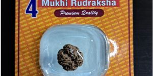 4 Mukhi NEPALI Rudraksh
