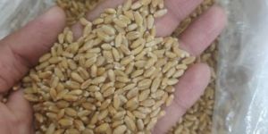 All Types Grains