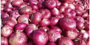 Red Onion (Onion )