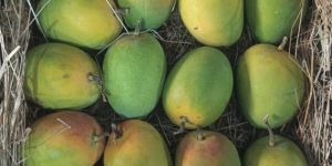 Fresh Alphonso Mango