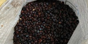 Tamarind Seeds