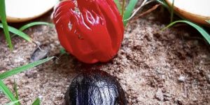 Nutmeg