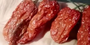 Boot Jolokia Ghost Pepper