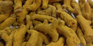 Polished Turmeric Finger