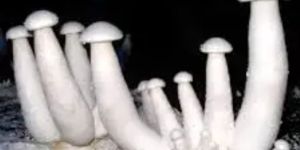 Fresh Milky Mushrooms