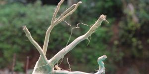 18x18 Inch Indian Driftwood Natural Hardscape for Aquascaping & Home Decor