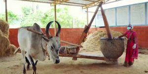 Bull Driven Sesame Oil