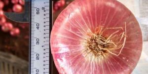 Garwa Pink Onion