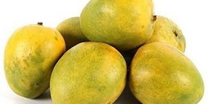 Malgova Mango