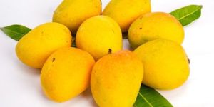 Ratnagiri Alphonso Mango