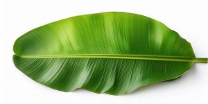 Banana Leaves