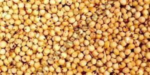 Barnyard Millet Seeds