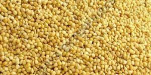 Foxtail Millet Seeds