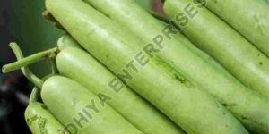 Fresh Bottle Gourd