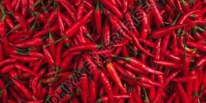 Fresh Red Chilli