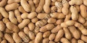 Natural Groundnut Seed