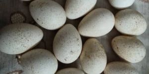 Hatching Eggs