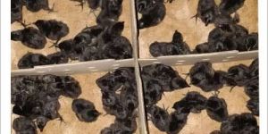 Kadaknath Chick
