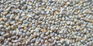 Indian Millets