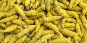 Madras Turmeric Finger