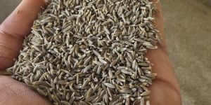 Cumin Seeds