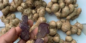 Fresh Black Ginger