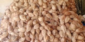 Semi Husked Coconuts