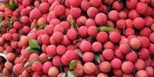 Litchi