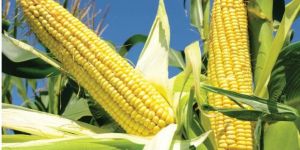 Maize Seeds