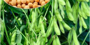 Soyabean Seed