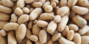 Fresh Potato
