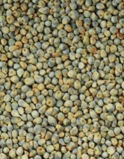 Green Millets