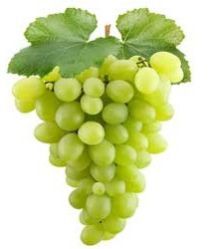 Fresh Grapes