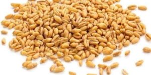 Wheat Grain