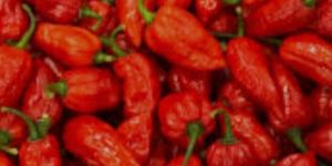 Bhut Jolokia