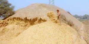 Wheat Straw