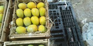 Fresh Alphonso Mangoes