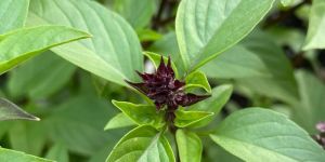 Holy Basil Leaves