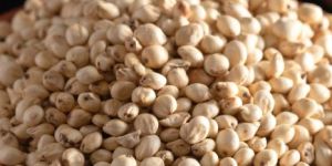 Sorghum