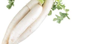 Fresh White Radish-3 Pcs