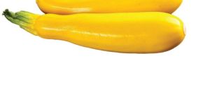 Fresh Yellow Zucchini - 2 Pcs (300-400 Gms)
