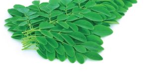Moringa Leaves - 100 Gms