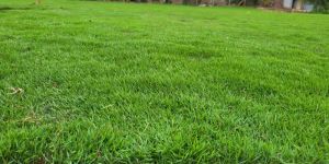 Mexican Carpet Natural Grass