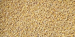 Big Yellow Mustard Seeds