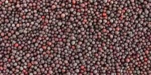 Black Mustard Seeds